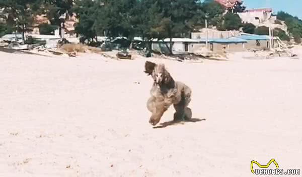 五星级旅店唯一愿意接受的阿富汗猎犬，带出去玩竟吓坏身边朋友