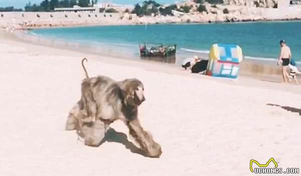 五星级旅店唯一愿意接受的阿富汗猎犬，带出去玩竟吓坏身边朋友