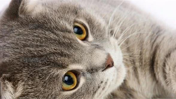 初养宠物的小可爱们要注意事项