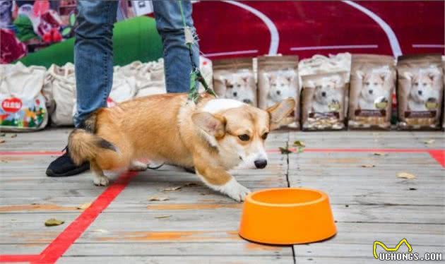 幼犬应当吃什么，你知道吗？