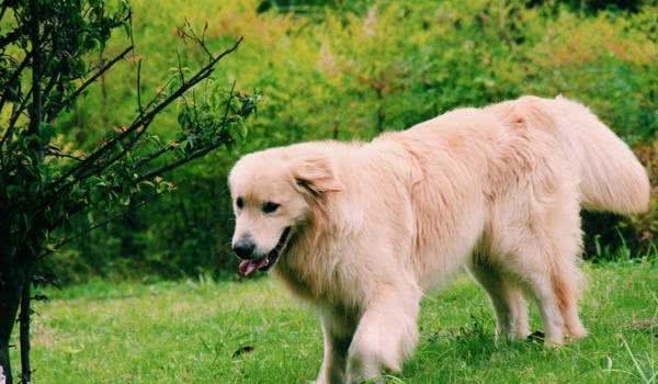 遛狗前要不要给犬喂食呢？最好是运动后半小时再给它吃！