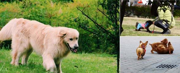 遛狗前要不要给犬喂食呢？最好是运动后半小时再给它吃！