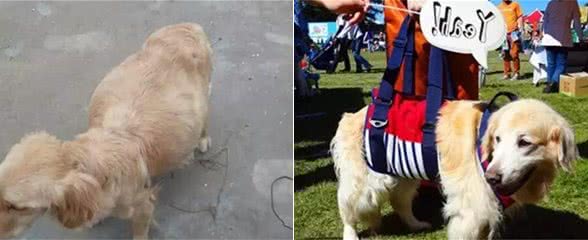 狗狗体内有寄生虫会出现哪些症状？谨记这6点，可对比自查