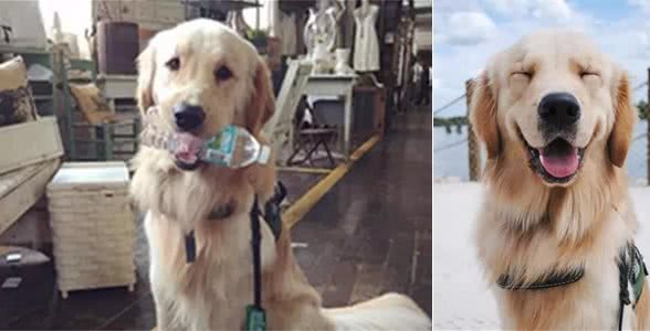 这只生活在美国的金毛服务犬，用超有感染力的笑容治愈了很多人…