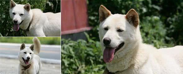 韩国名犬珍岛犬，中国网友：这不是我们的土狗么？
