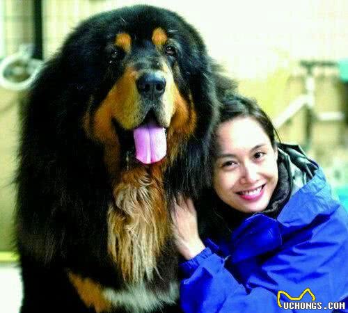 中国狗贩子的杰作，各种猪獒、猪狼犬的前世今生！看完笑抽筋