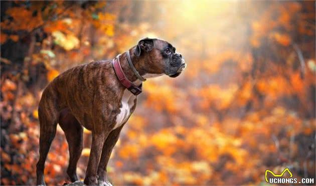 在德国人心中，最好护卫犬并不是德牧，杜宾犬，而是由斗犬衍生的它