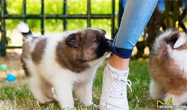 训犬失败的主人，很多都犯了一个错误：误以为偶尔是成功