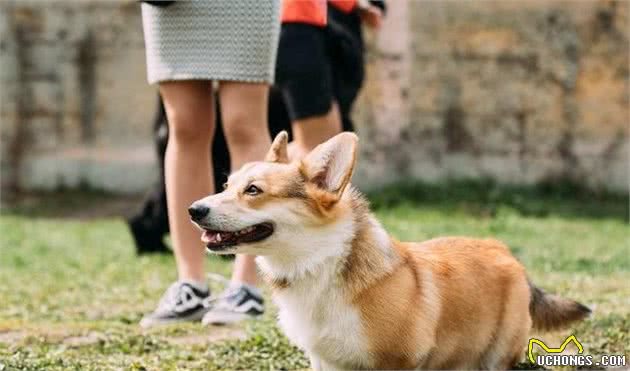 柯基犬市场水太深，把握2大评判标准，铲屎官不怕上当了