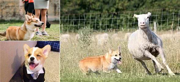 柯基犬市场水太深，把握2大评判标准，铲屎官不怕上当了