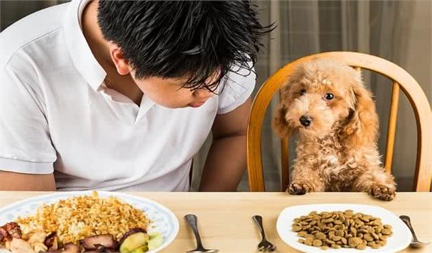 想给狗狗试试人类的食物？这五种食物能够考虑给狗狗，对狗狗有益