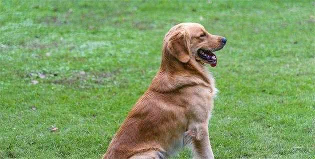 狗狗用屁股蹭地面可不要忽视了，多是狗狗的肛门腺出了问题