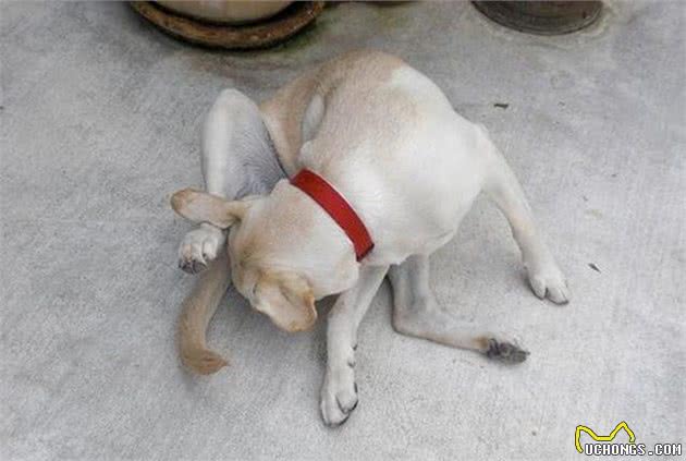 狗狗用屁股蹭地面可不要忽视了，多是狗狗的肛门腺出了问题