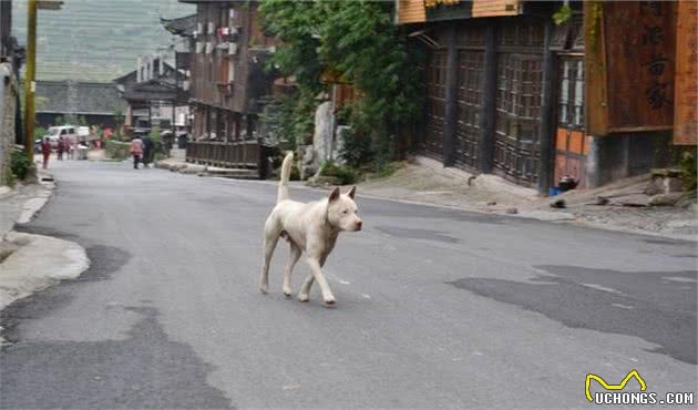 全国各地土狗大集合，你有见过这些快灭绝的中华田园犬吗？