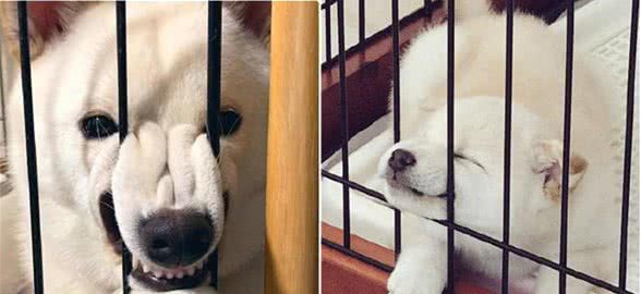 柯基犬爱上笼子？铲屎官意外发现狗狗的特殊行为，差点被吓坏