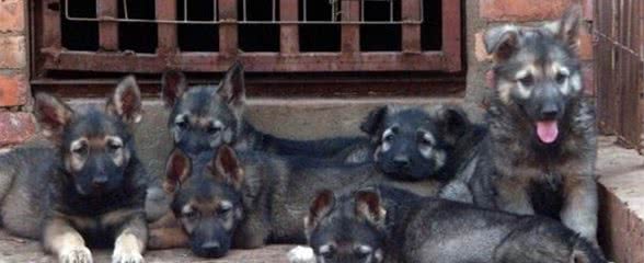 新买的小狗，怎样养才不会死