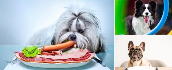 宠物养护知识：这些常识不懂，可别说你养过狗狗，犬的常规饲喂