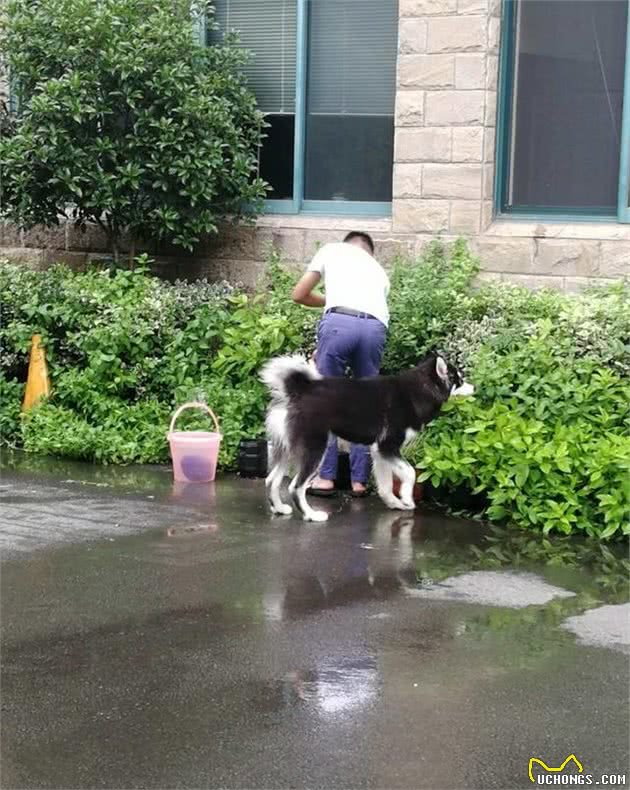 这些原因了解后，狗狗解决狗狗拉稀不再是难题