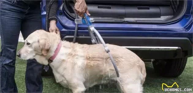 汽车装备这东西被呛“狗带”！不过想一想还真是只能叫狗带！