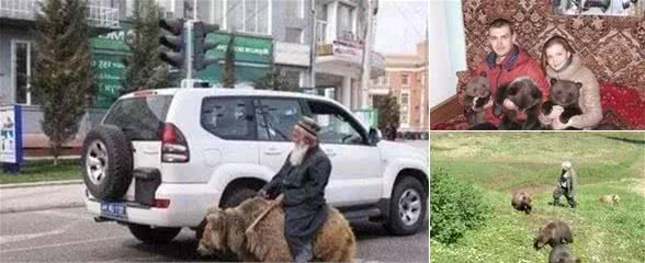 养只哈士奇犬你就苦叫连天,看看战斗民族养的宠物吧!