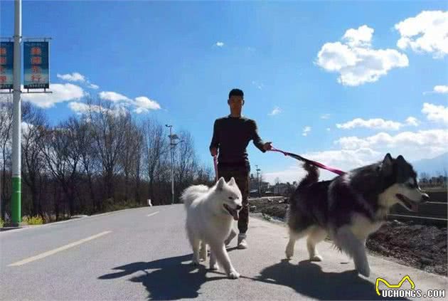 主人选择牵引绳很重要，把握三点挑选方法，带萨摩耶犬遛弯更安全