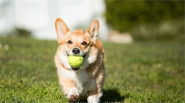 柯基犬竟有三个品种！如何饲养柯基犬，你们知道吗？