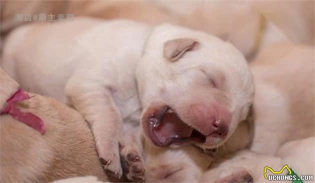 如何择选一只健康的幼犬，记好以下的6条挑选标准