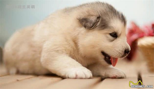 如何择选一只健康的幼犬，记好以下的6条挑选标准