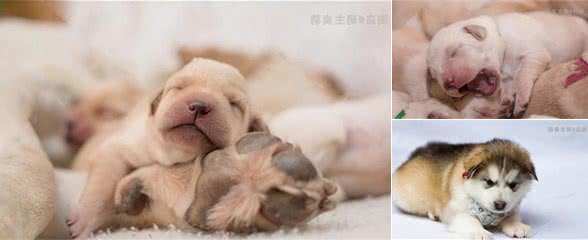 如何择选一只健康的幼犬，记好以下的6条挑选标准