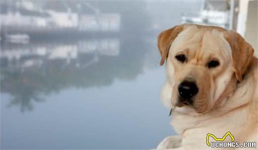 大型犬中的好选择，拉布拉多犬的优点很多，养它的人材知道