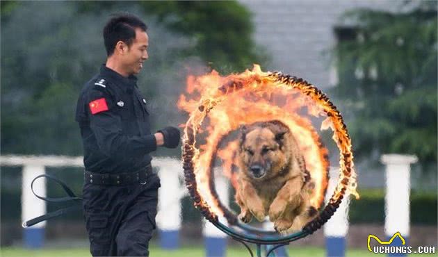 救援缉毒样样在行，原来警犬是这样炼成的