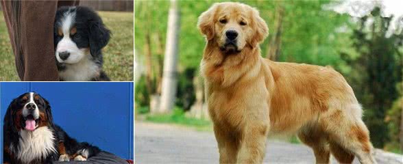 伯恩山犬和金毛哪一个好伯恩山犬是理想的家庭犬