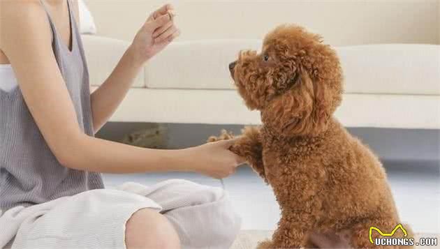 纯种“泰迪犬”的6大特点，你家泰迪犬纯吗？