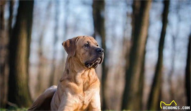 欧美最受欢迎的东方斗犬，凶狠健壮的土佐犬，是一种什么样的狗狗