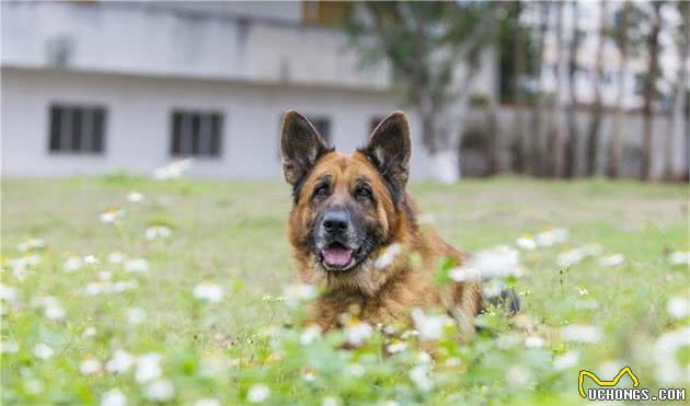 走进军犬训练班丨“无言战友”的日常训练原来是酱紫的