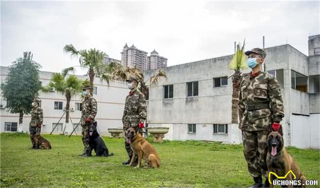 走进军犬训练班丨“无言战友”的日常训练原来是酱紫的