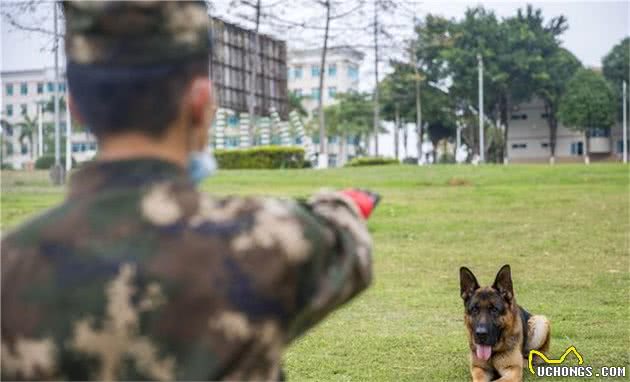 走进军犬训练班丨“无言战友”的日常训练原来是酱紫的