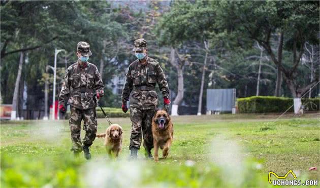 走进军犬训练班丨“无言战友”的日常训练原来是酱紫的