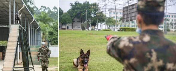 走进军犬训练班丨“无言战友”的日常训练原来是酱紫的