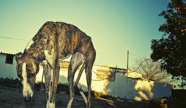 格雷伊猎犬为主人卖命却沦为工具狗，惨遭西班牙人吊起来等死