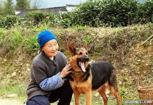 和宠物狗相比，土狗有这些优势，难怪养它的人越来越多