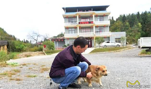 和宠物狗相比，土狗有这些优势，难怪养它的人越来越多