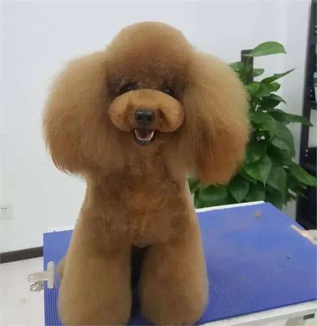 自己在家给小泰迪犬修剪美容！