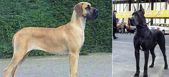 卓尔非凡的贵族犬—大丹犬