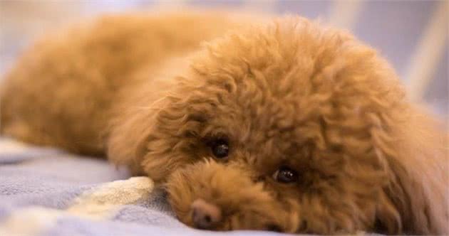 如何帮泰迪犬挤肛门腺？送你“简单易懂”的教程