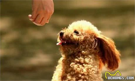 如何帮泰迪犬挤肛门腺？送你“简单易懂”的教程
