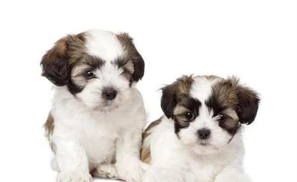 新领养幼犬该做什么和不应做什么？