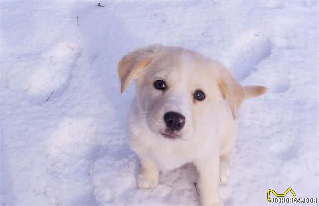 除了犬粮，应当给狗吃什么好？这几种健康食物其实很常见！