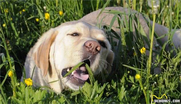 除了犬粮，应当给狗吃什么好？这几种健康食物其实很常见！