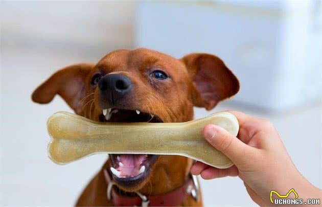 七种常见犬牙齿口腔疾病养狗一定得知道！